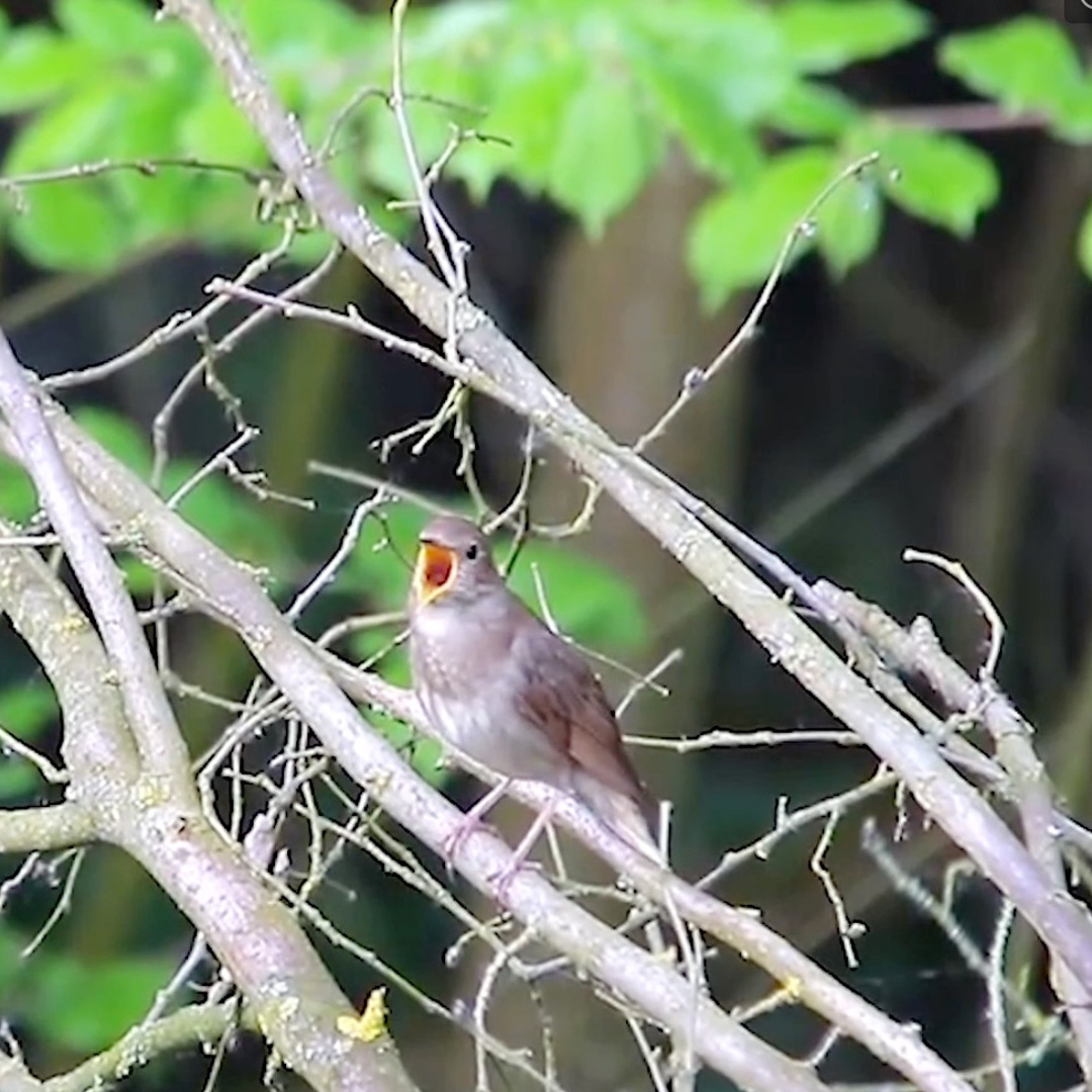 nightingale