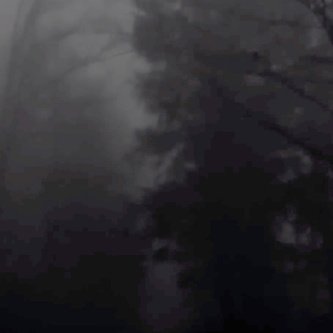 forest at night