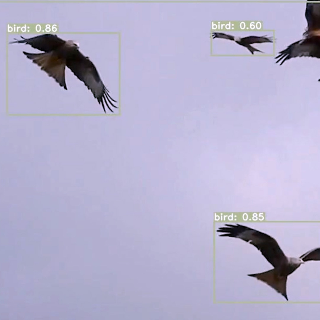 bird classifier