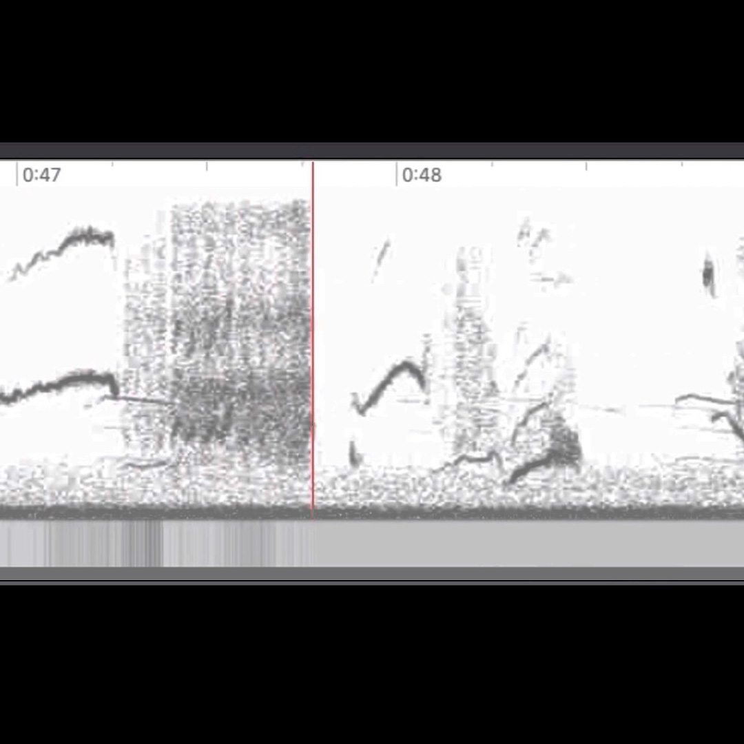 Cornell spectrogram